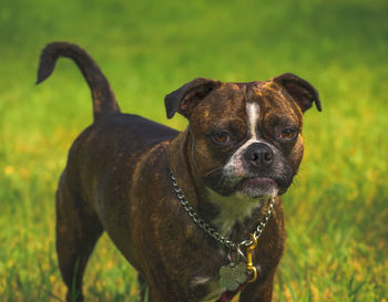 Close-up of dog