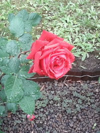 High angle view of rose roses