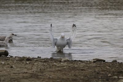 Common seagull in  lake