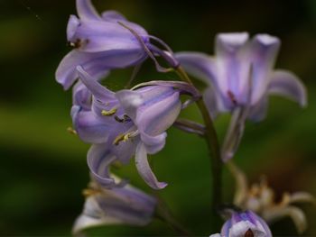 Close-up of purple flowering plant in park