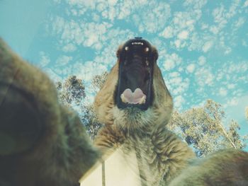 Close-up of cat against sky