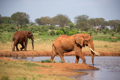 Side view of elephant on field