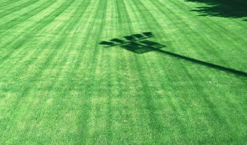Close-up of green grass