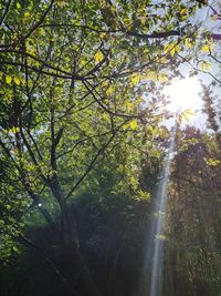 Low angle view of sunlight streaming through trees in forest