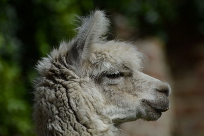 Close-up of alpaca