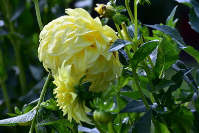 Close-up of yellow flowering plant