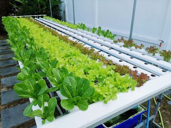 High angle view of potted plants in greenhouse