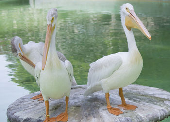 Three american white pelicans on a dais in a small pond