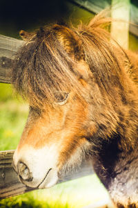 Close-up of a horse looking away