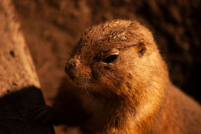 Close-up of squirrel