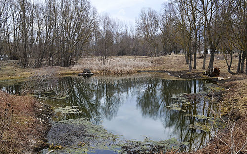 Reflection of trees in lake