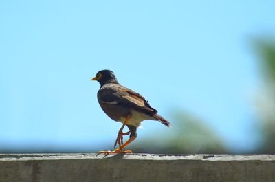 Bird perching on wood against clear sky