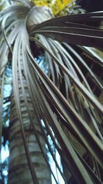 Close-up view of leaves