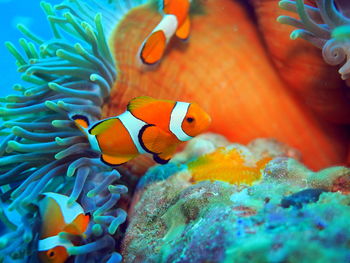 Clownfish near anemone at raja ampat