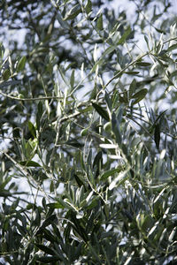 Close-up of fresh green plants