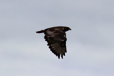 Low angle view of eagle flying in sky