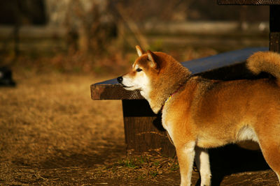 Side view of a dog looking away on field