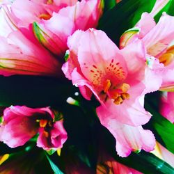 Close-up of pink flowers