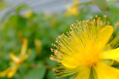 Close-up of yellow flowering plant