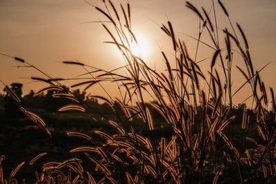 Brown grass field in the morning sun light