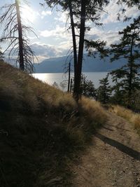 Trees on field against sky