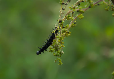 Close-up of insect on plant