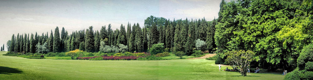 Trees growing on landscape