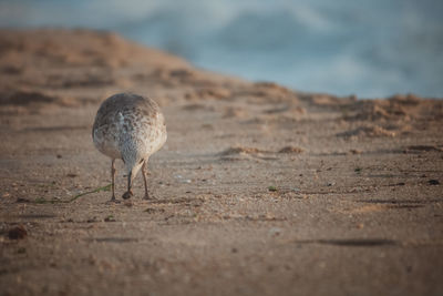 Close-up of bird on beach