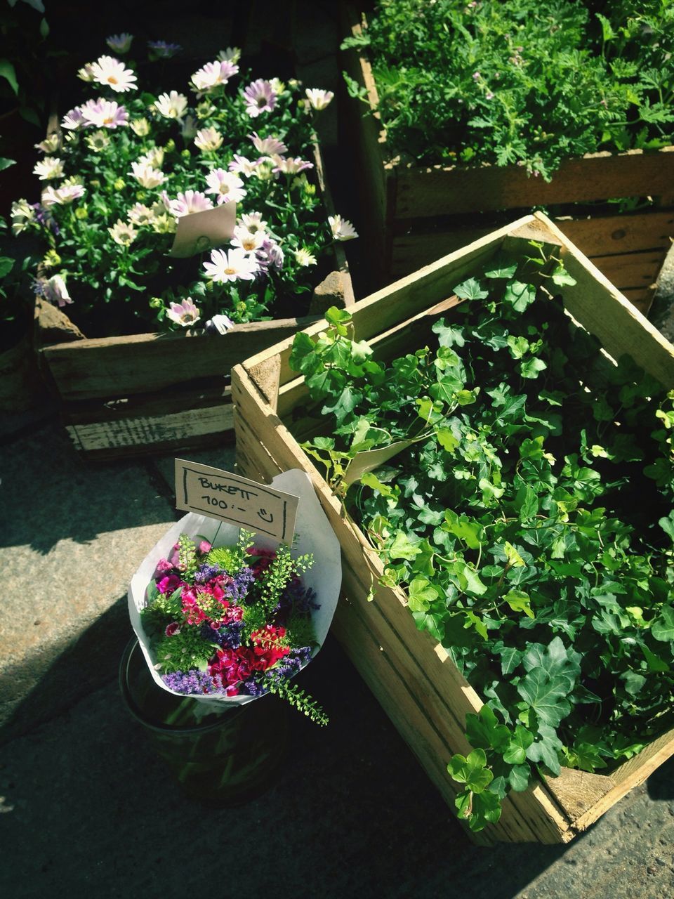 flower, freshness, growth, potted plant, plant, fragility, flower pot, high angle view, nature, beauty in nature, blossom, petal, tree, in bloom, leaf, front or back yard, blooming, outdoors, day, pink color