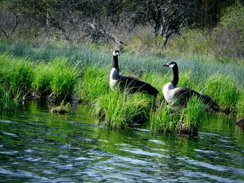 Ducks in a lake