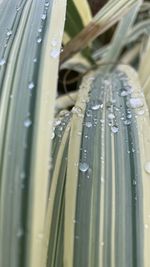 Close-up of wet plant in rainy season