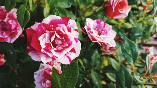 Close-up of pink roses blooming outdoors