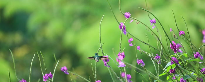 Close-up of insect on purple flowers