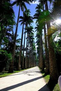 Palm trees in park