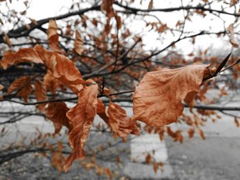 Close-up of dry maple leaves on branch