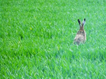 Duck on field