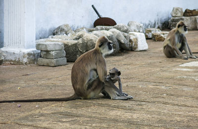 Monkey sitting on stone wall