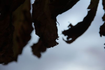 Close up of leaf