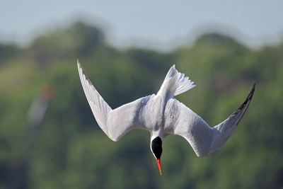 Close-up of caspian tern