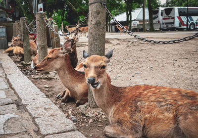 Deer in a field