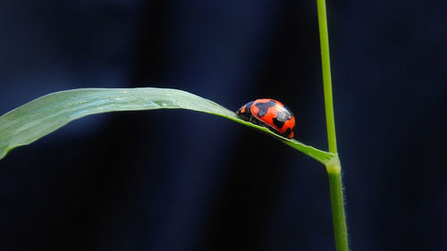 Close-up of ladybug on plant