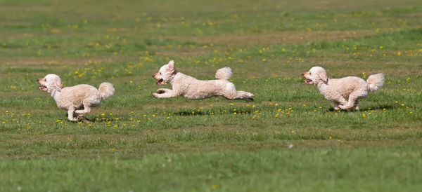 Dogs running on grassy field