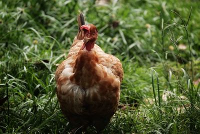 Close-up of bird on grassy field