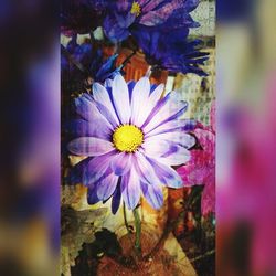 Close-up of flower blooming outdoors