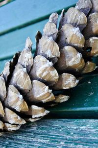 Close-up of roasted growing on wood