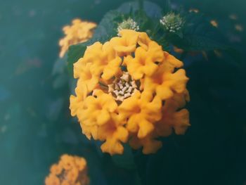 Close-up of yellow flowers