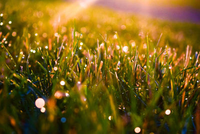 Close-up of plants growing on field