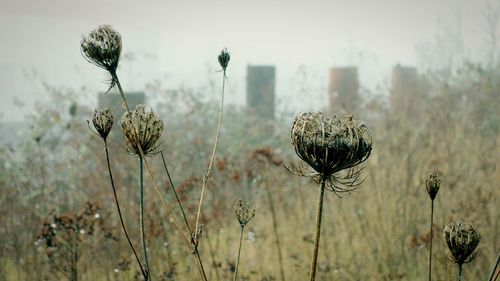 Close-up of plant against blurred background