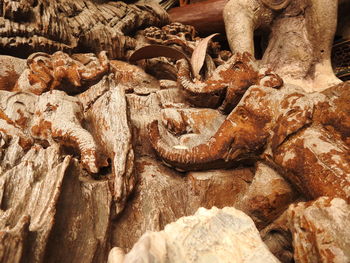 Close-up of lizard on tree trunk