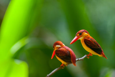 Close-up of bird perching on leaf